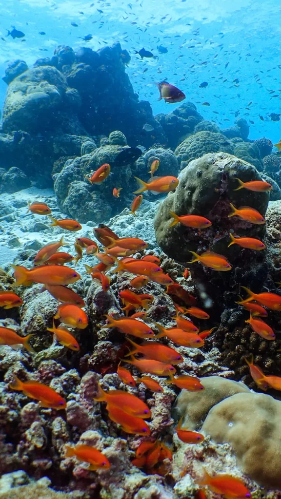 un banco de peces anaranjados nada sobre el arrecife del atolón baa