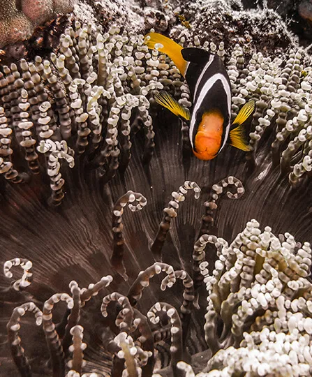 pez payaso vigilante en su anémona